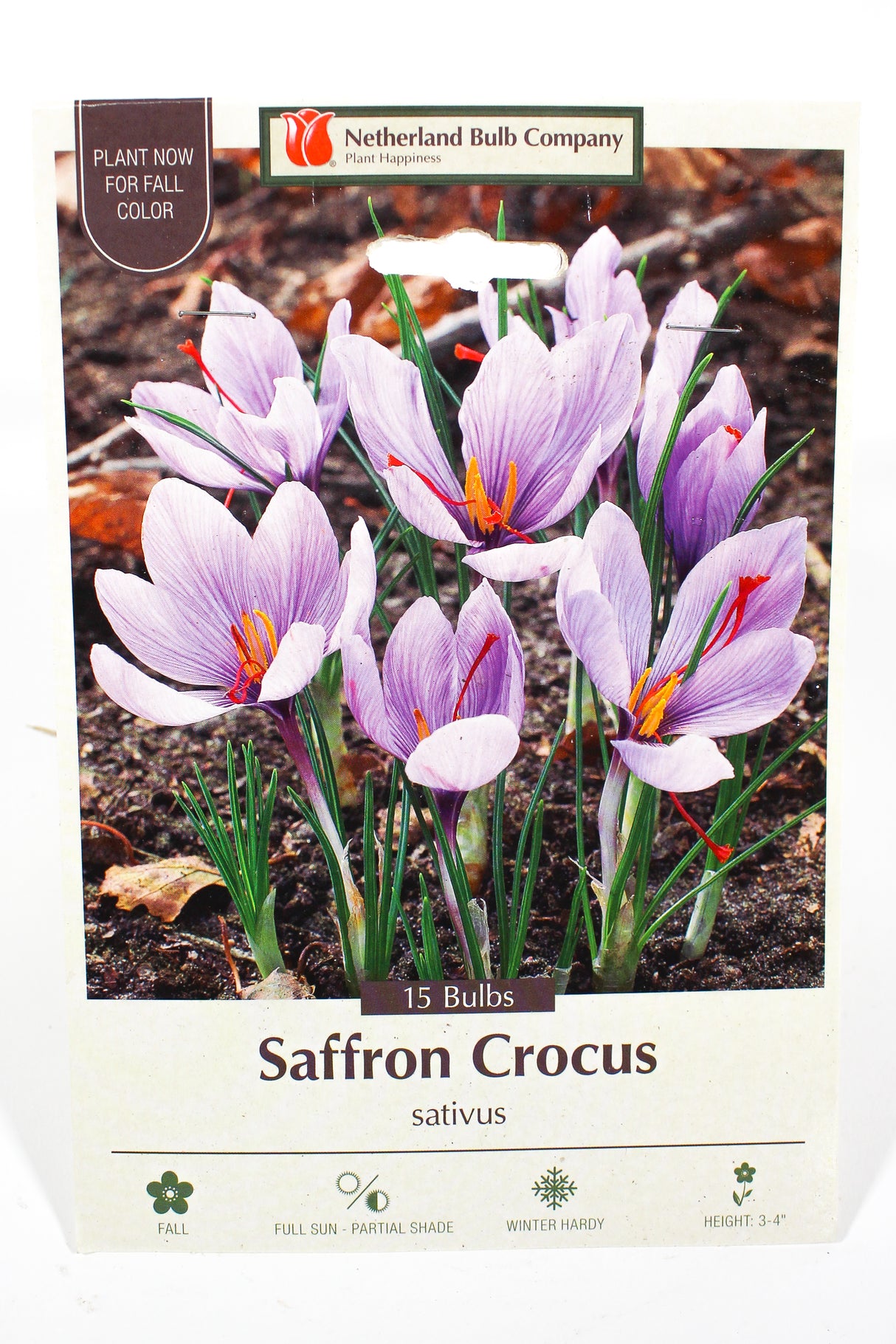 Saffron Crocus 'Sativus' - Bulbs