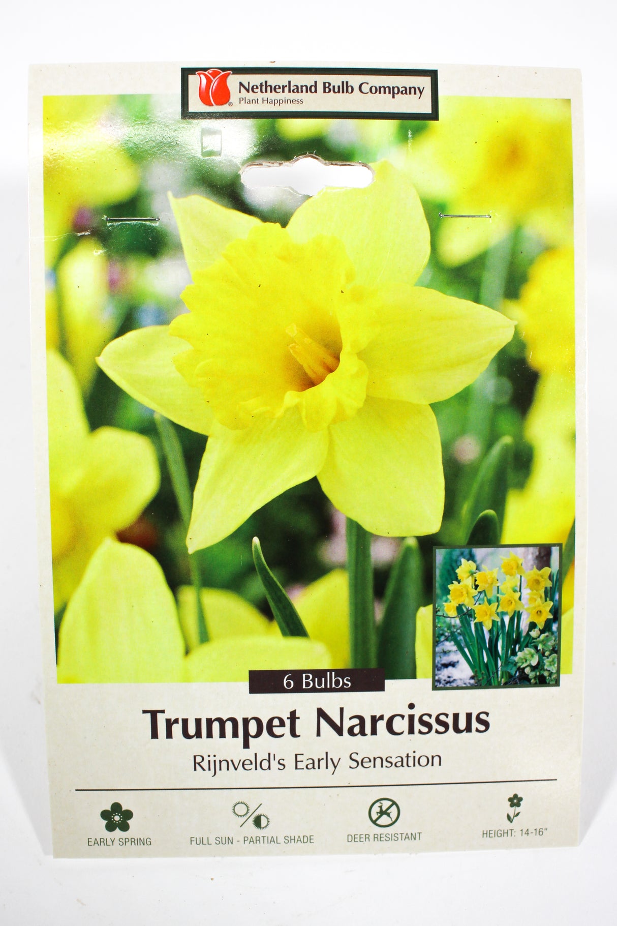 Narcissus 'Rijnveld's Early Sensation' - Bulbs