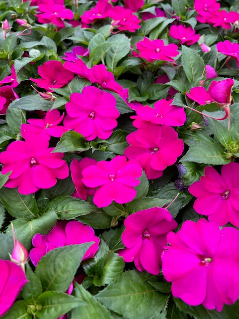Impatiens SunPatiens® Compact Royal Magenta