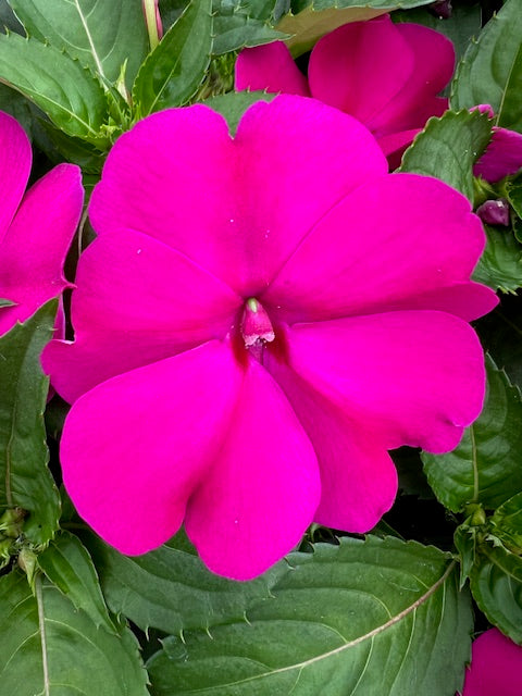 Impatiens SunPatiens® Compact Royal Magenta