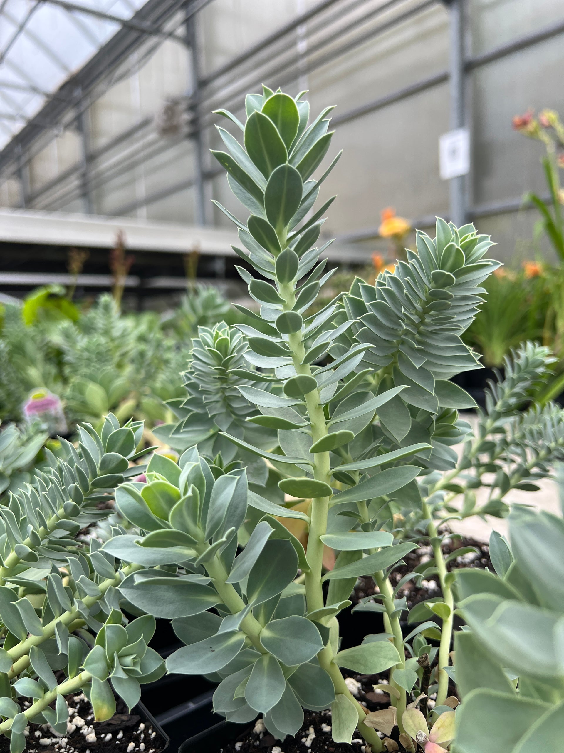 euphorbia succulent plant Euphorbia myrsinites – Romence Gardens & Greenhouses
