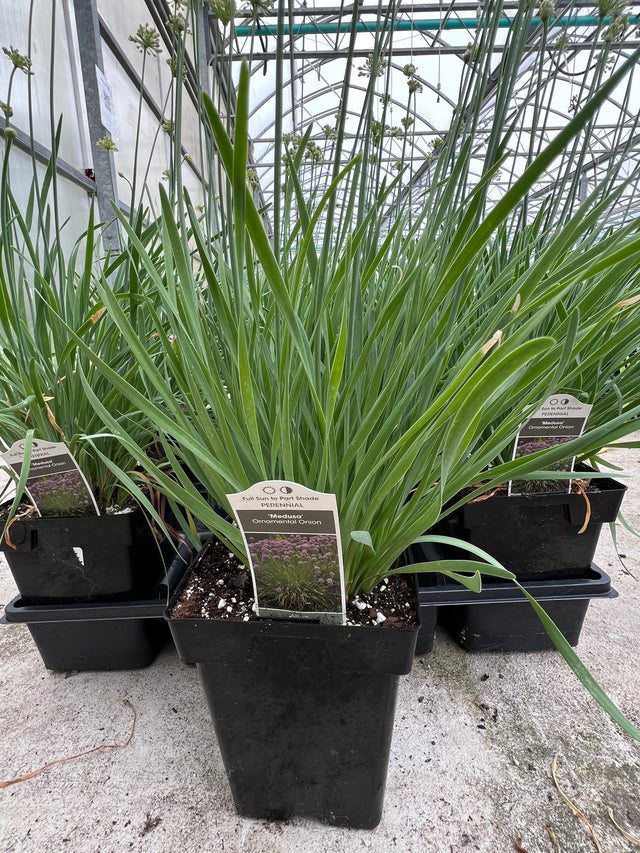 Potted plant with a label on a concrete surface