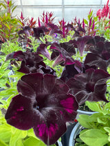 Petunia Crazytunia® Black Mamba