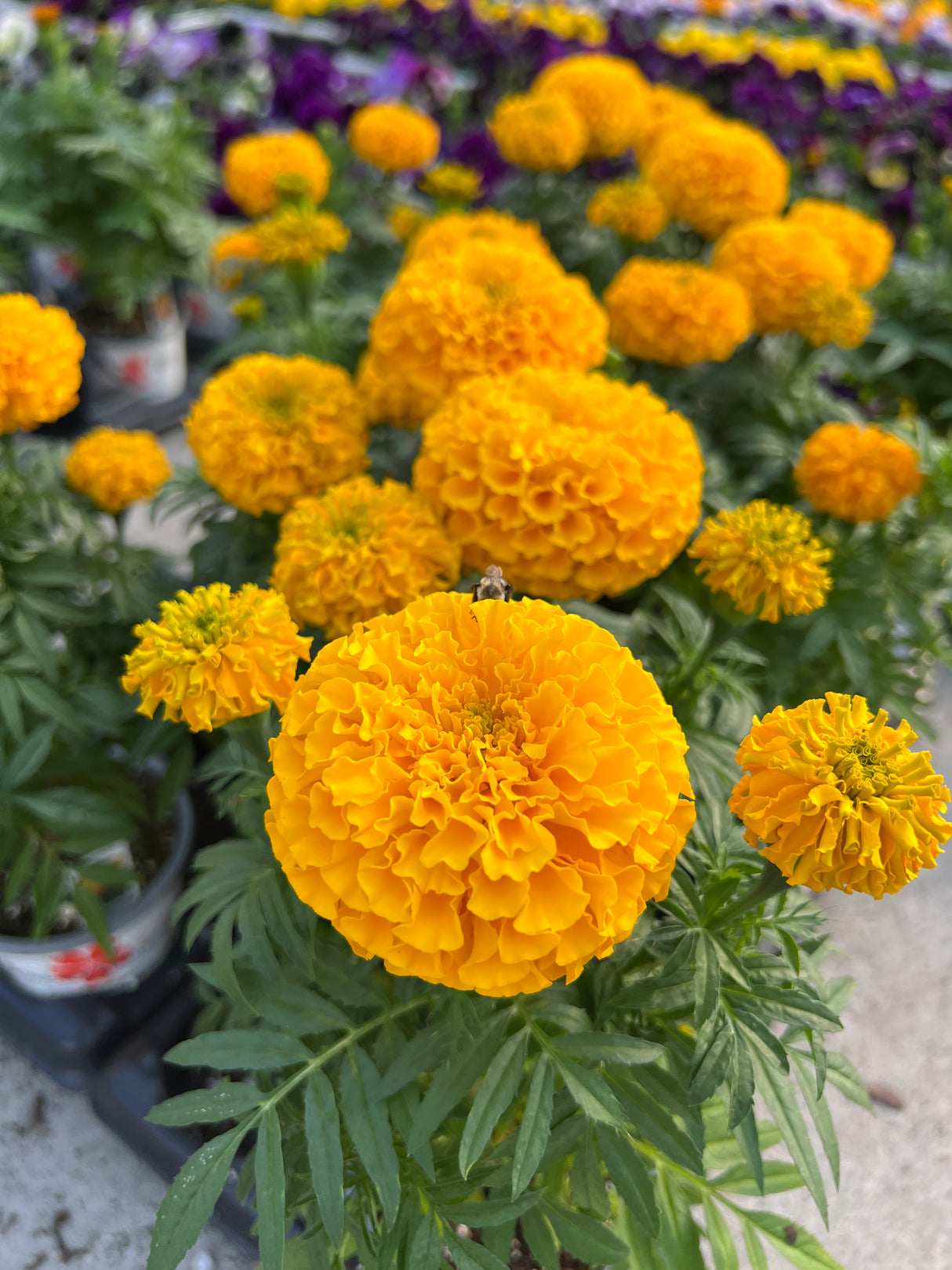 Marigold 'Taishan Gold'