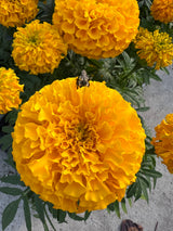 Marigold 'Taishan Gold'