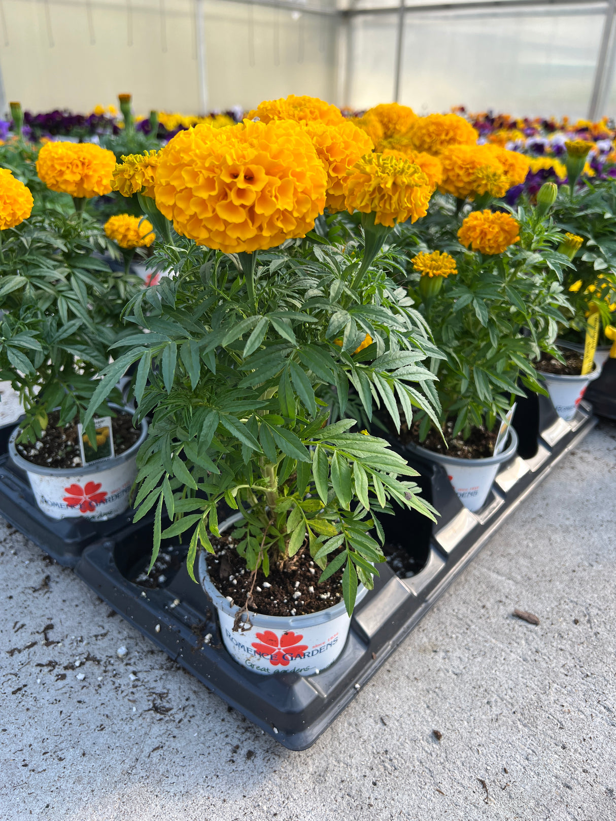 Marigold 'Taishan Gold'