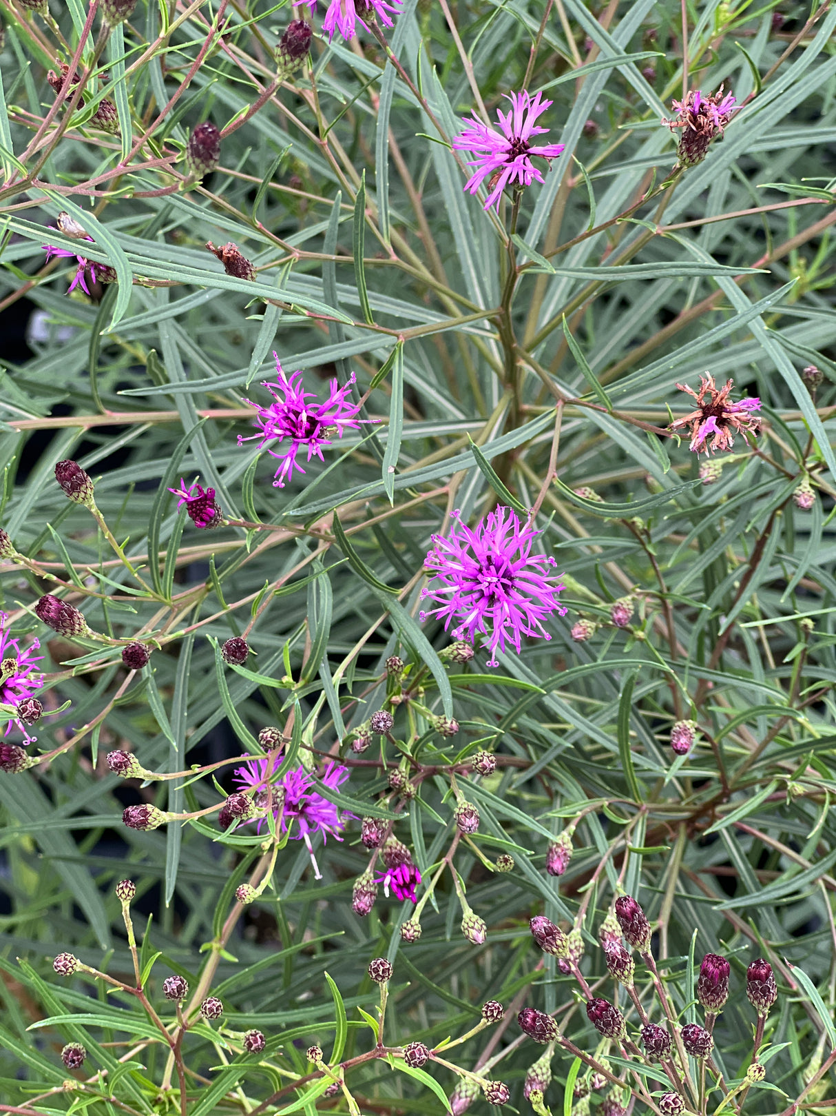 Vernonia 'Summer's Swan Song'