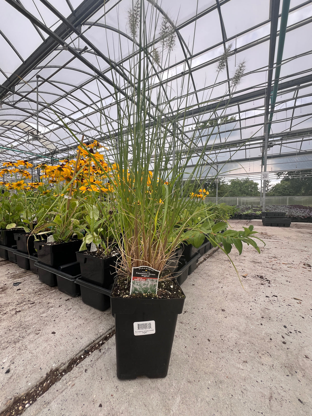 Pennisetum alopecuroides 'Piglet'