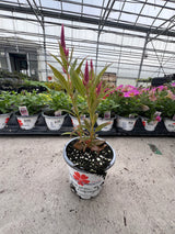 Celosia 'Kelos Fire Pink'