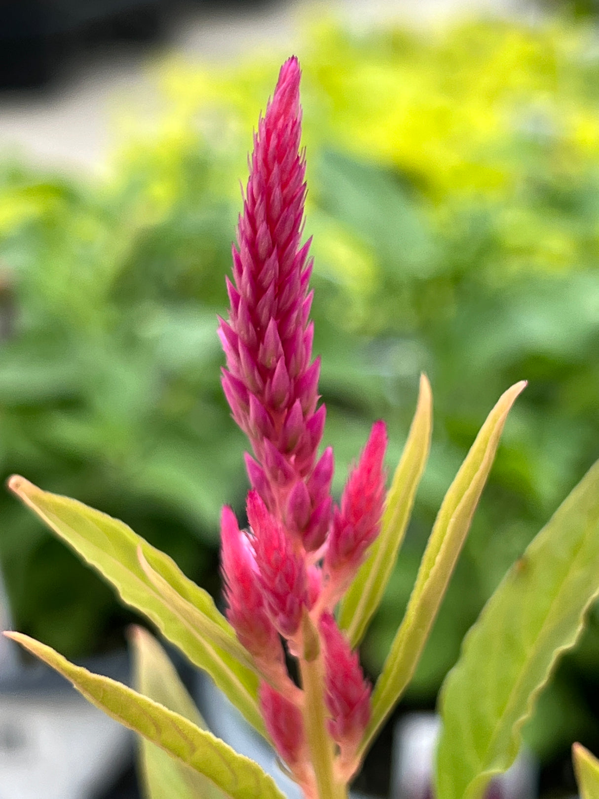 Celosia 'Kelos Fire Pink'