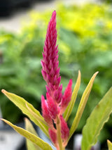 Celosia 'Kelos Fire Pink'