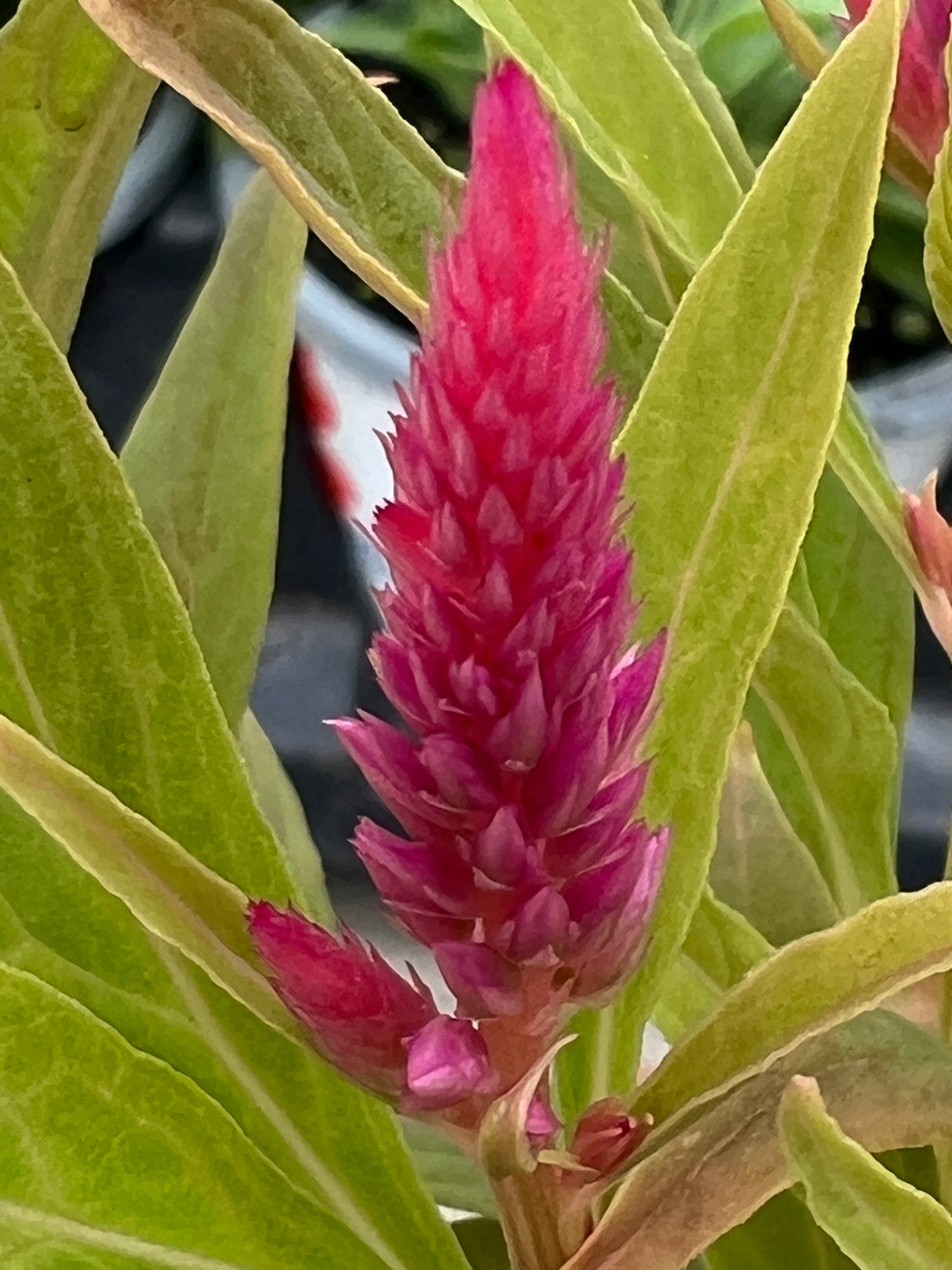 Celosia 'Kelos Fire Pink'