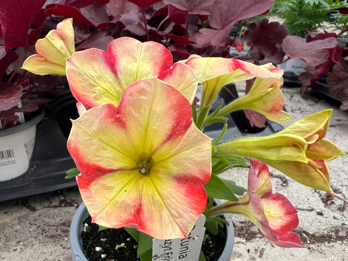 Petunia Crazytunia 'Frisky Orange'