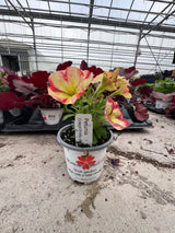 Petunia Crazytunia 'Frisky Orange'