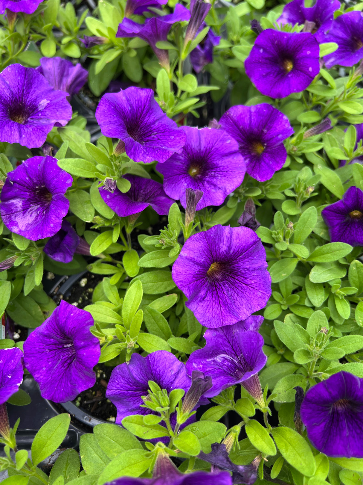 Petchoa EnViva™ 'Blue'