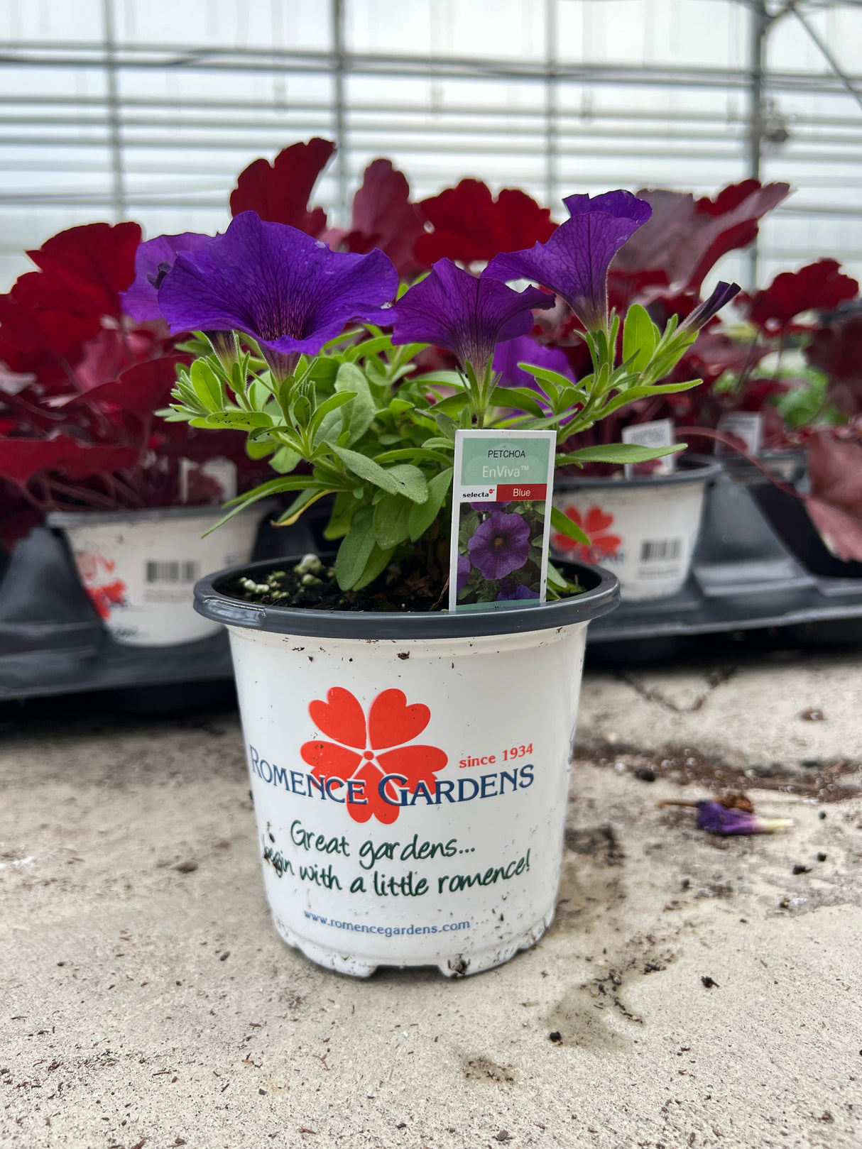 Petchoa EnViva™ 'Blue'