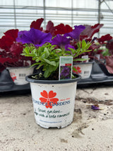 Petchoa EnViva™ 'Blue'