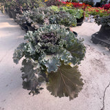 Ornamental Kale 'Kamome Pink'