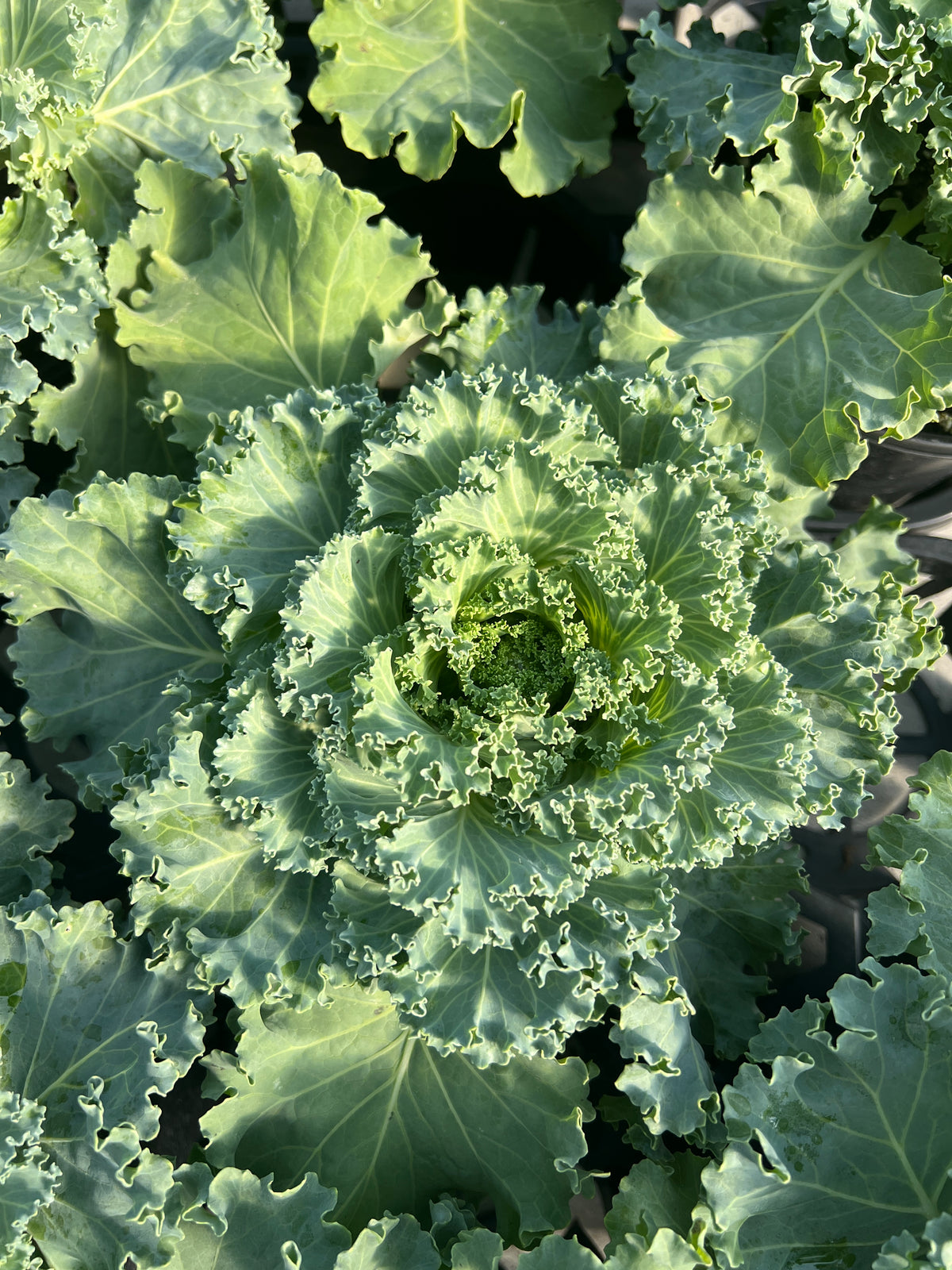 Ornamental Kale 'Kamome White'