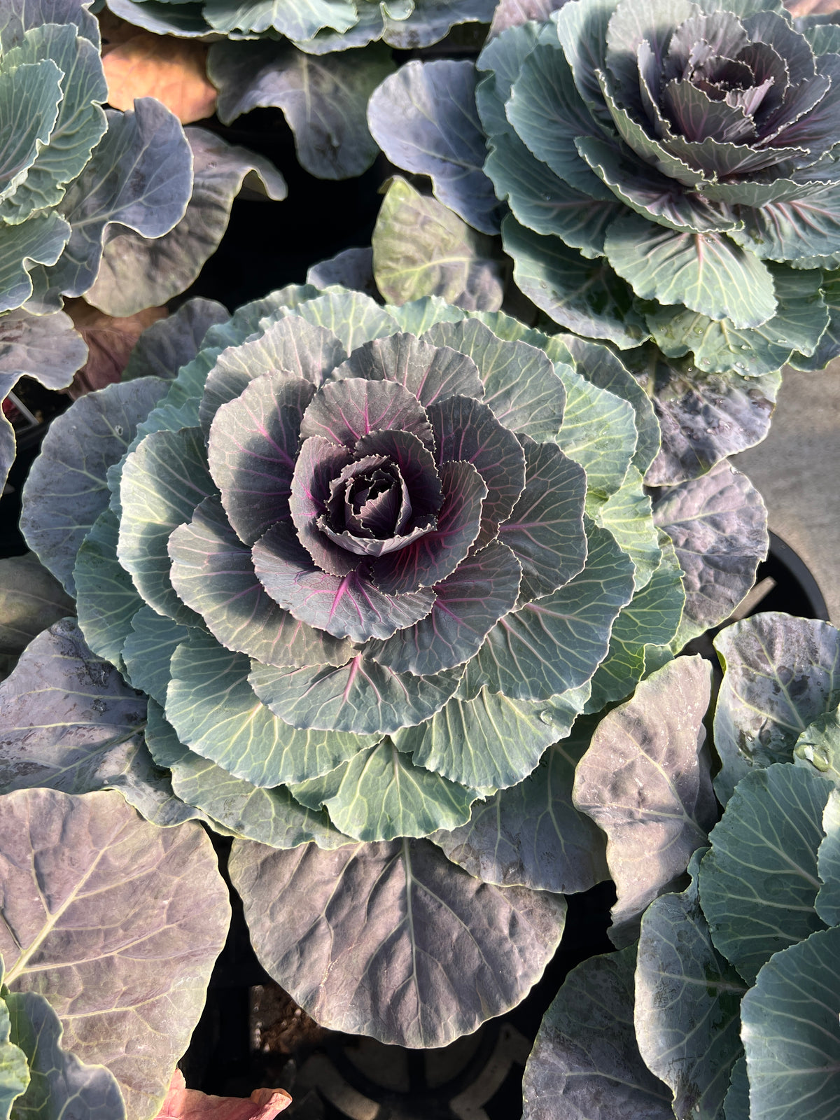 Cabbage 'ColorUp Red'