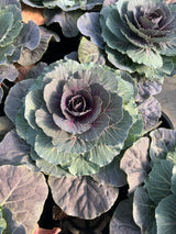 Cabbage 'ColorUp Red'