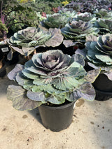 Cabbage 'ColorUp Red'