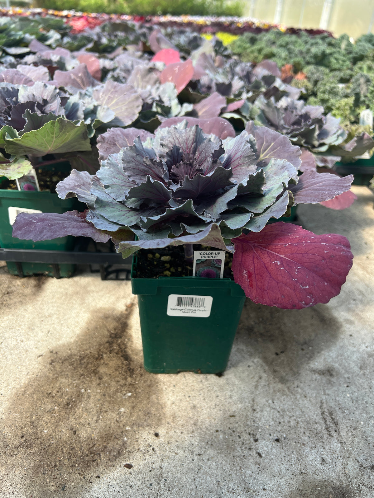 Cabbage 'ColorUp Purple'