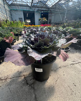 Cabbage 'ColorUp Purple'