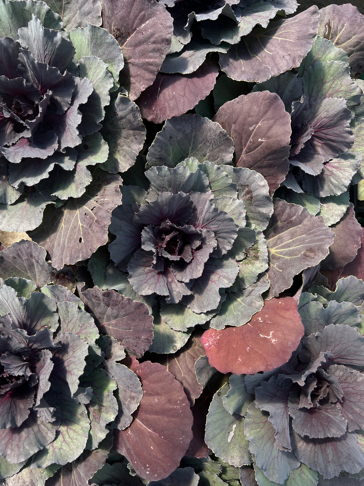 Cabbage 'ColorUp Purple'