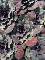 Cabbage 'ColorUp Purple'