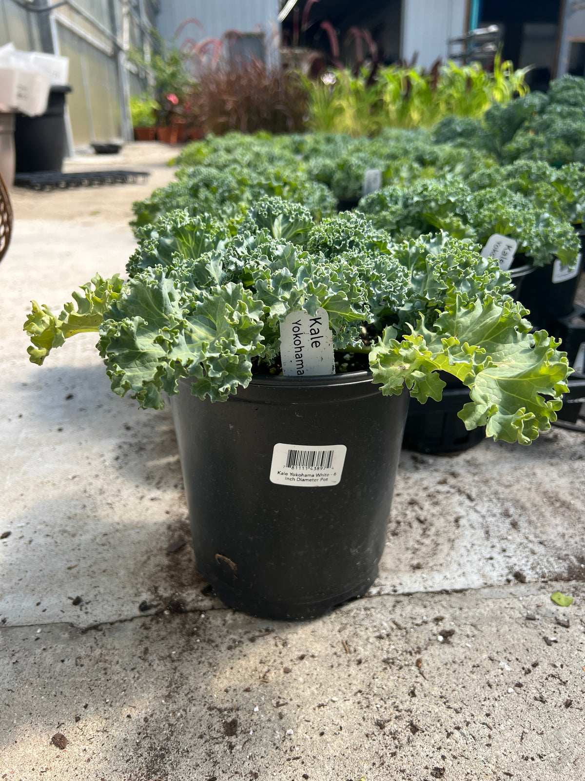 Kale 'Yokohama White'