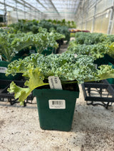 Kale 'Yokohama White'