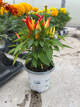 Ornamental Pepper 'Medusa'