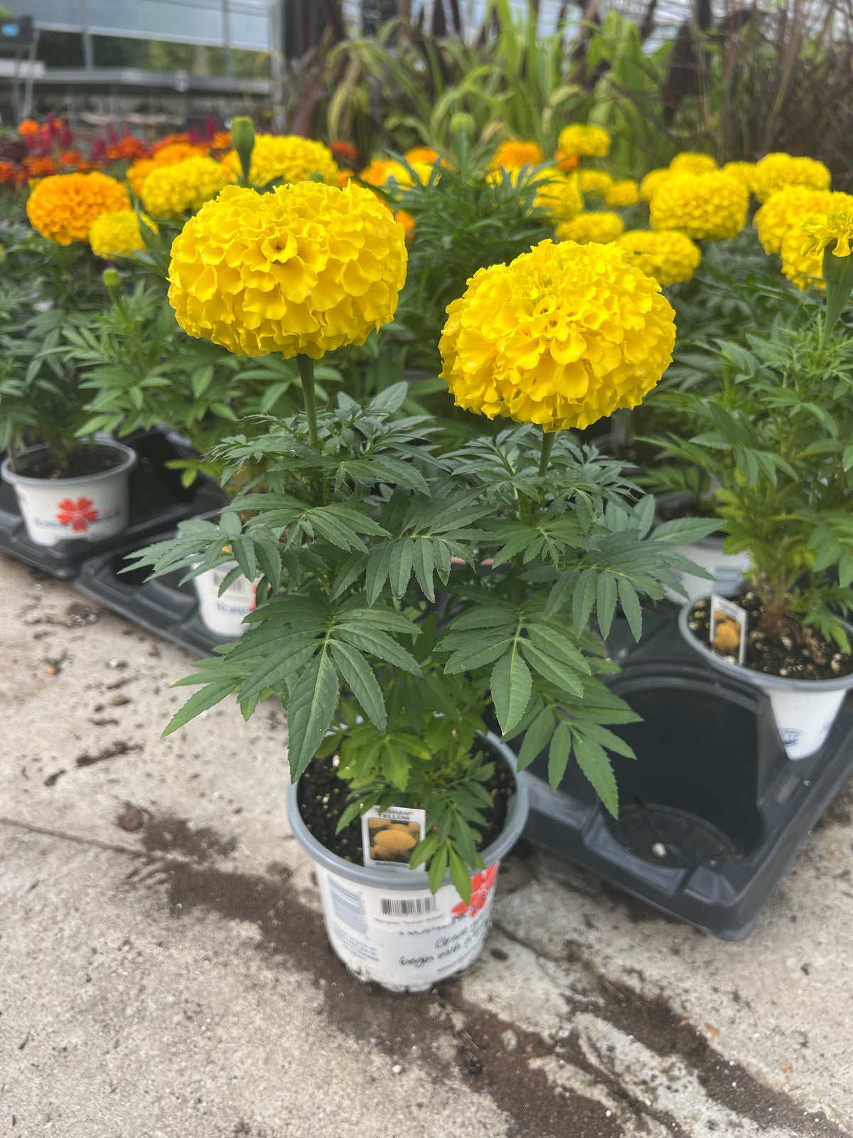 Marigold 'Taishan Yellow'