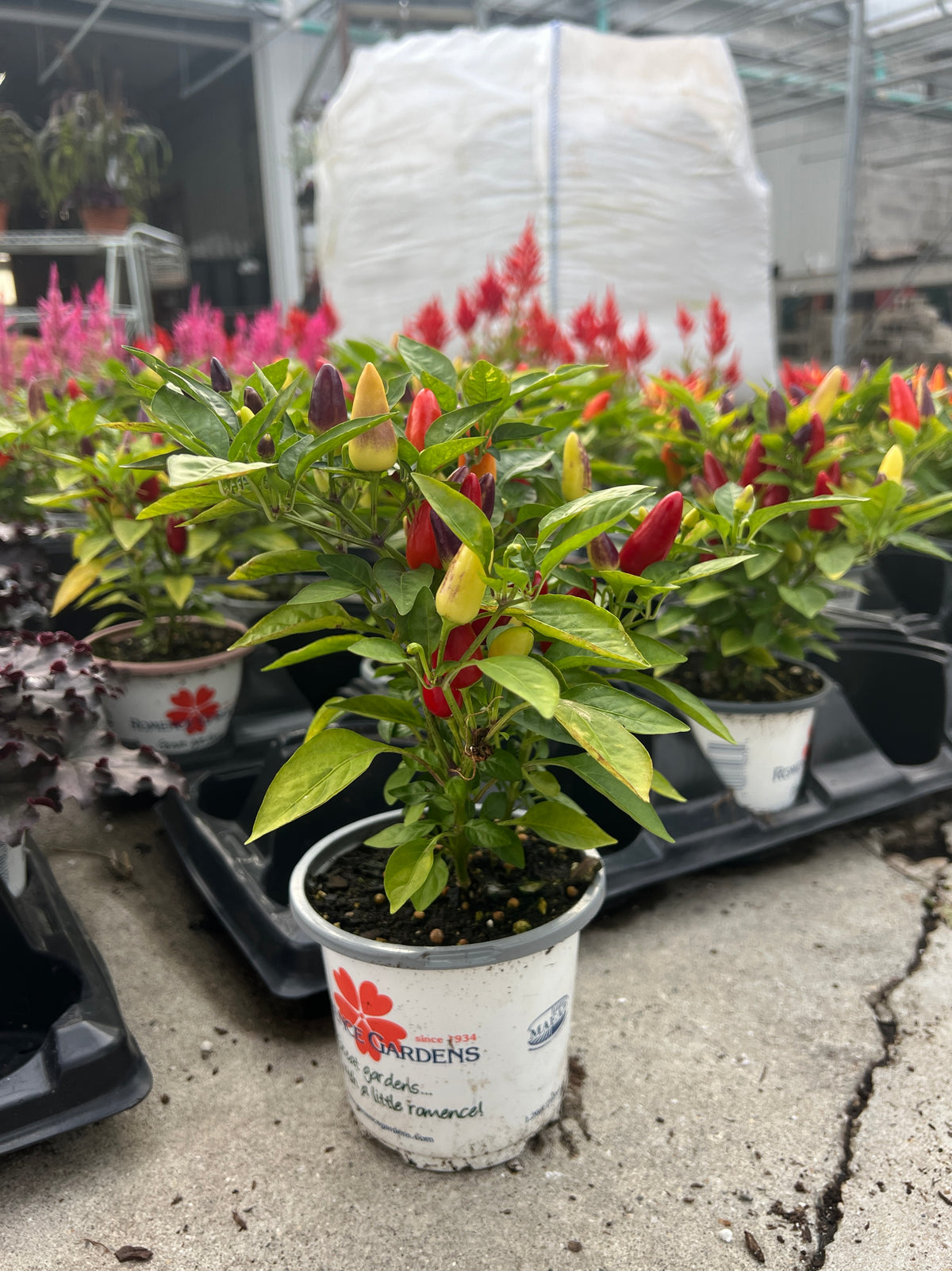 Ornamental Pepper 'Acapulco™ Multicolor'