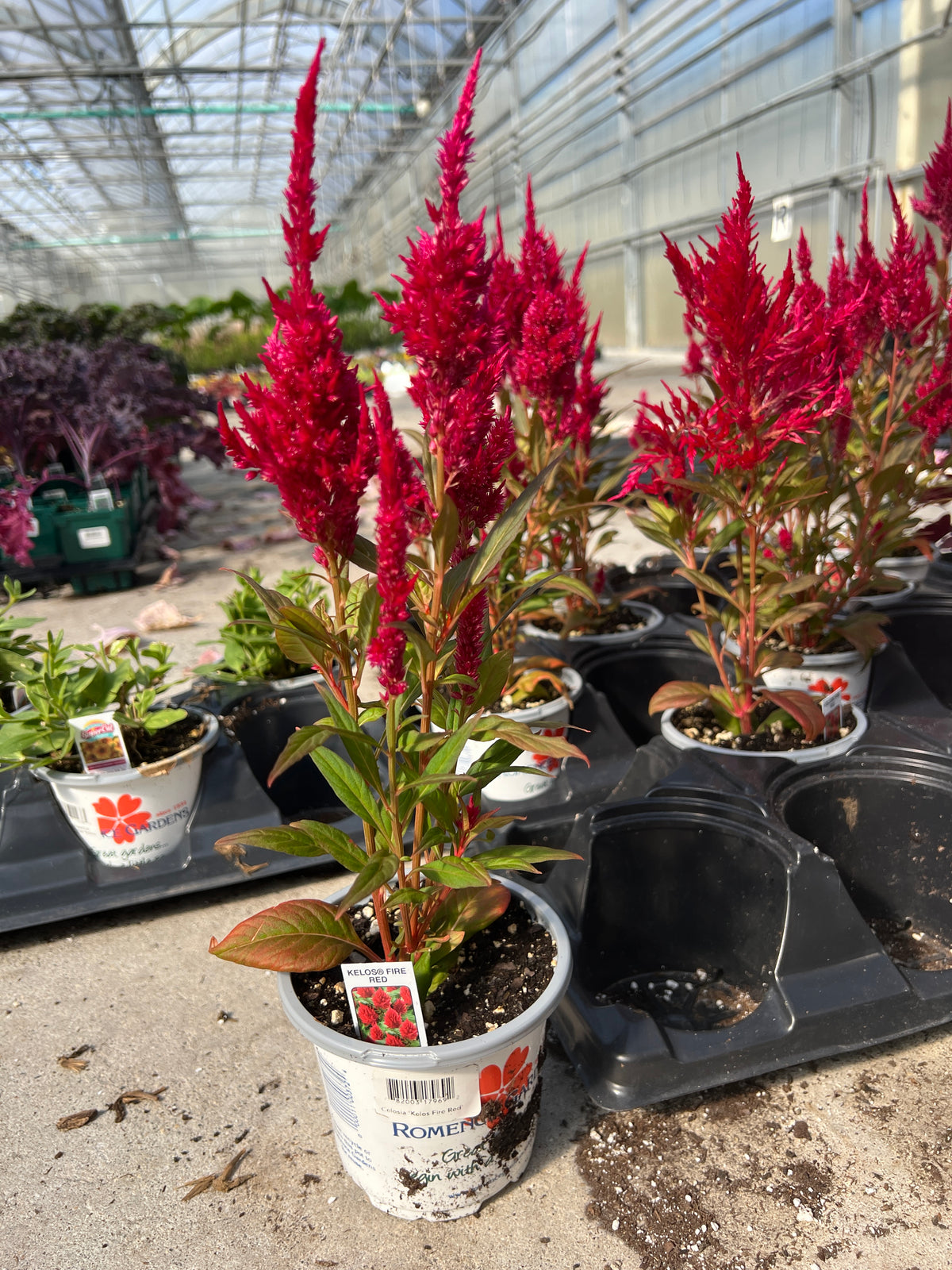 Celosia 'Kelos® Fire Red'