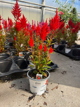 Celosia 'Kelos® Fire Orange'