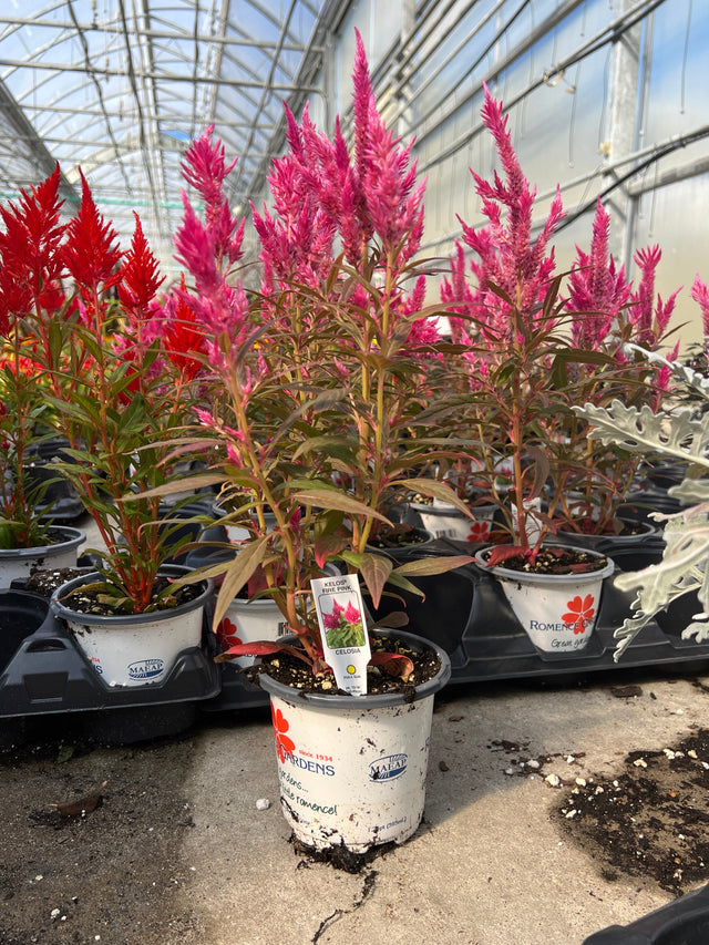 A potted pink featherflower plant in a white nursery pot, sitting on a black tray in a greenhouse alongside other potted plants.