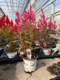 A potted pink featherflower plant in a white nursery pot, sitting on a black tray in a greenhouse alongside other potted plants.