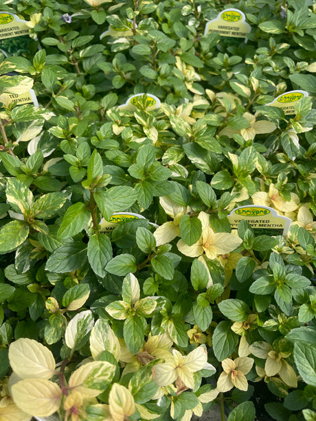 Mint - Variegated Peppermint