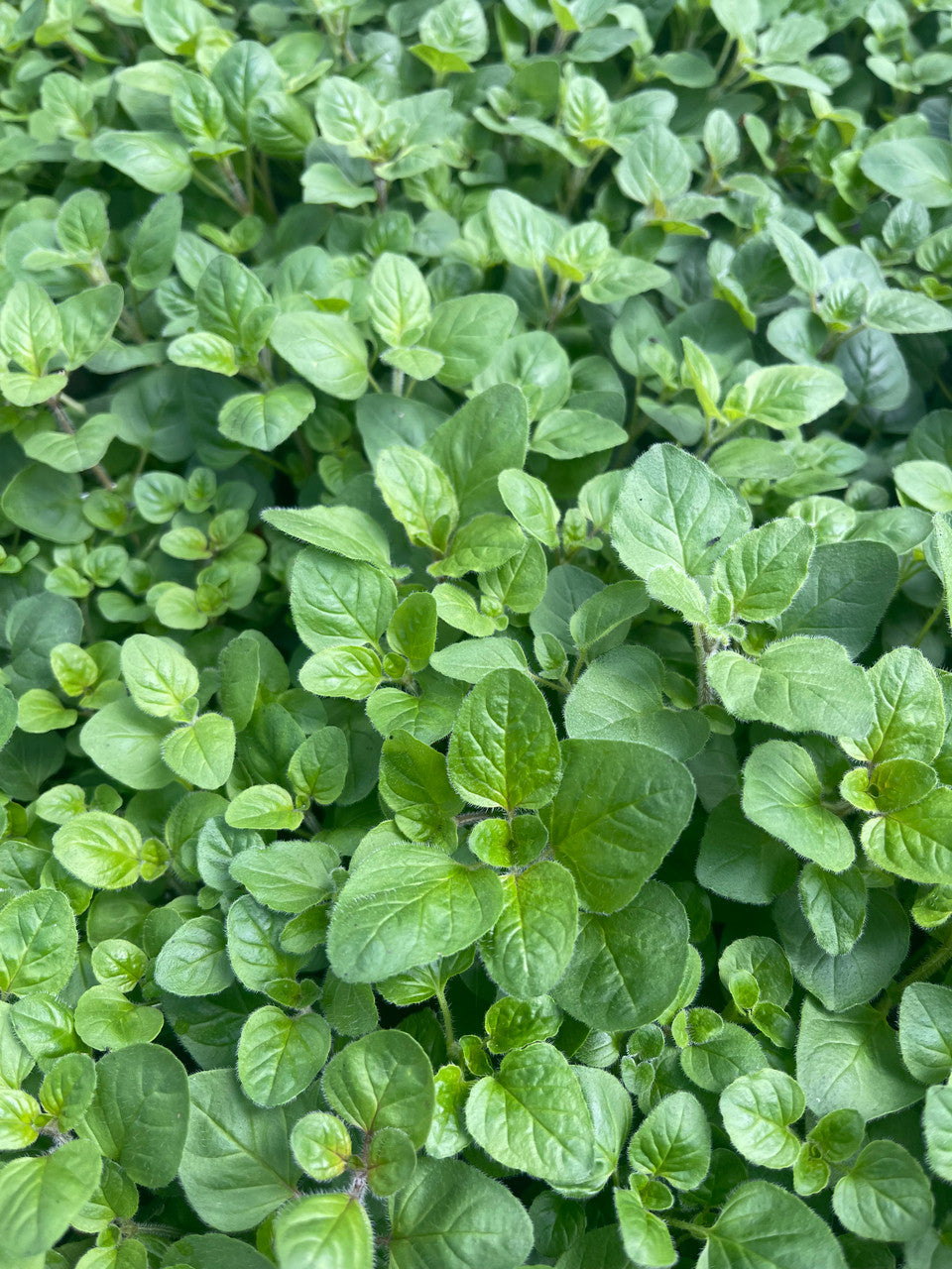 Oregano 'Italian'