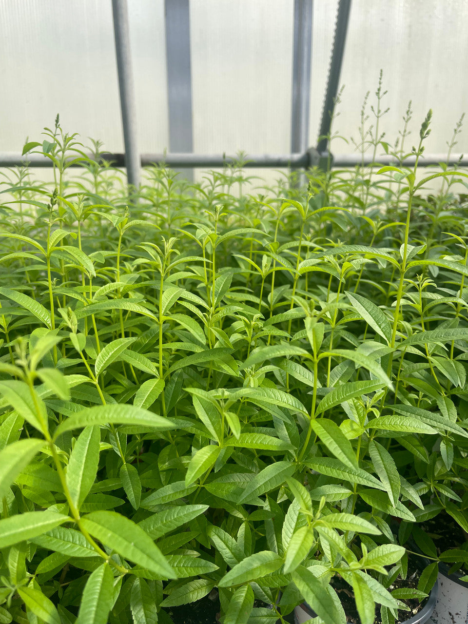 Lemon verbena