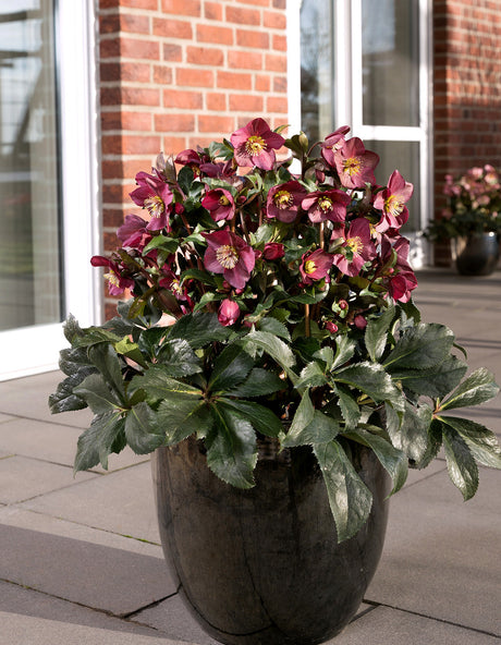 Helleborus Gold Collection® Ice N' Roses® Red