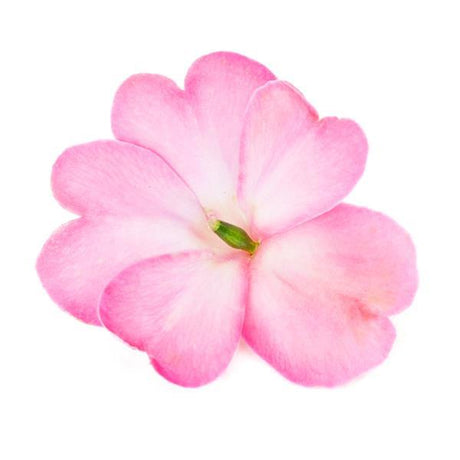 Pink flower on a white background