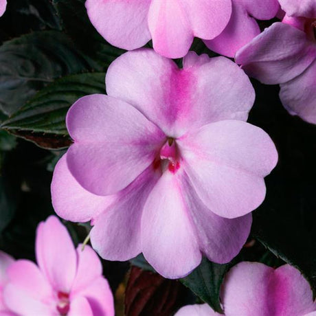 Close-up of a pink flower with a dark background