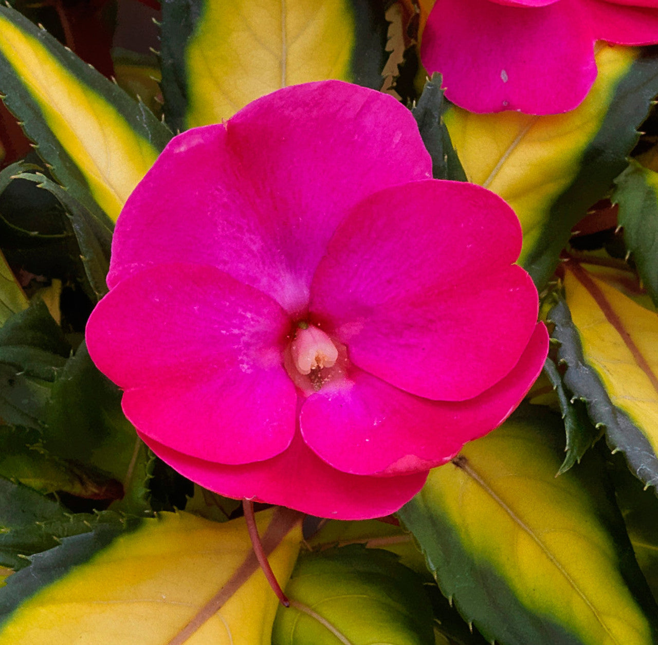 SunPatiens Impatiens - Thumbnail 3