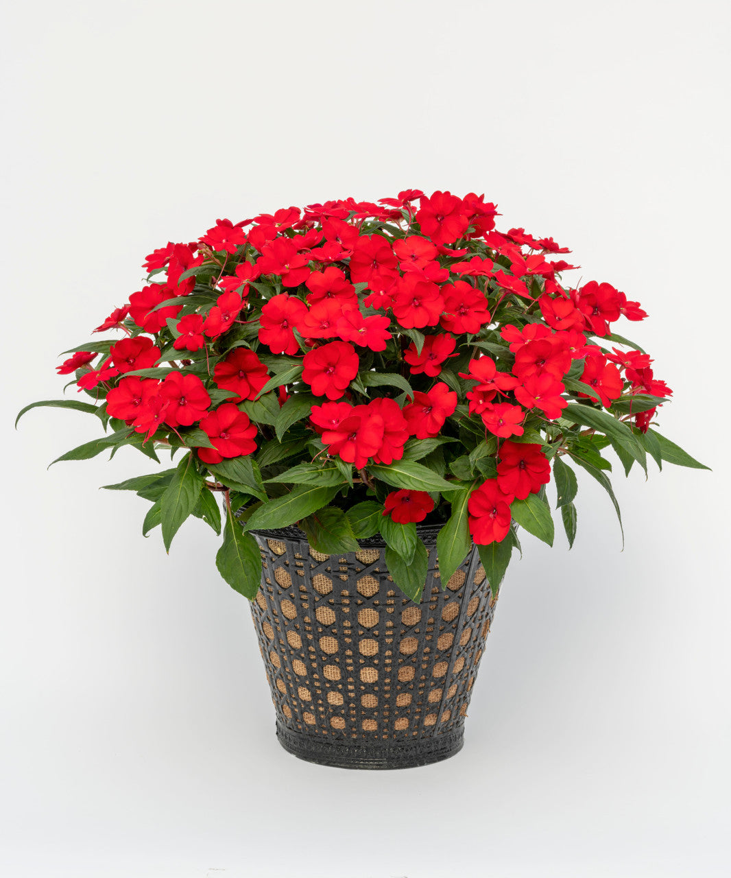 Impatiens SunPatiens® 'Compact Deep Red'