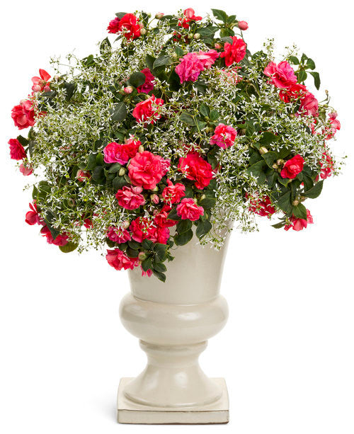 Impatiens walleriana 'Rockapulco® Coral Reef'