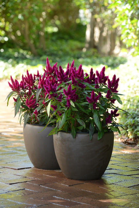 purple flower in a pot