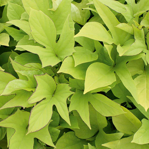 Ipomoea batatas Proven Accents® 'Sweet Caroline Light Green'